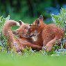 Springwatch Red Fox Cubs
